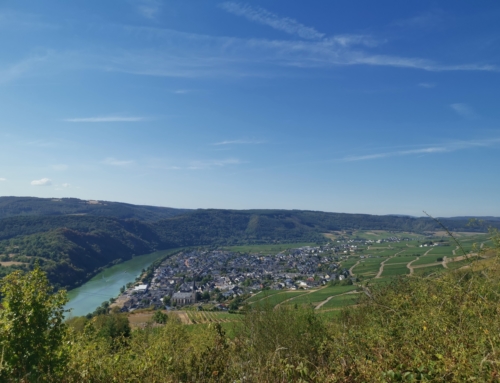 Mosel und Pfalz Wein direkt vom Winzer bei Trattoria Il Piccolo Cuoco